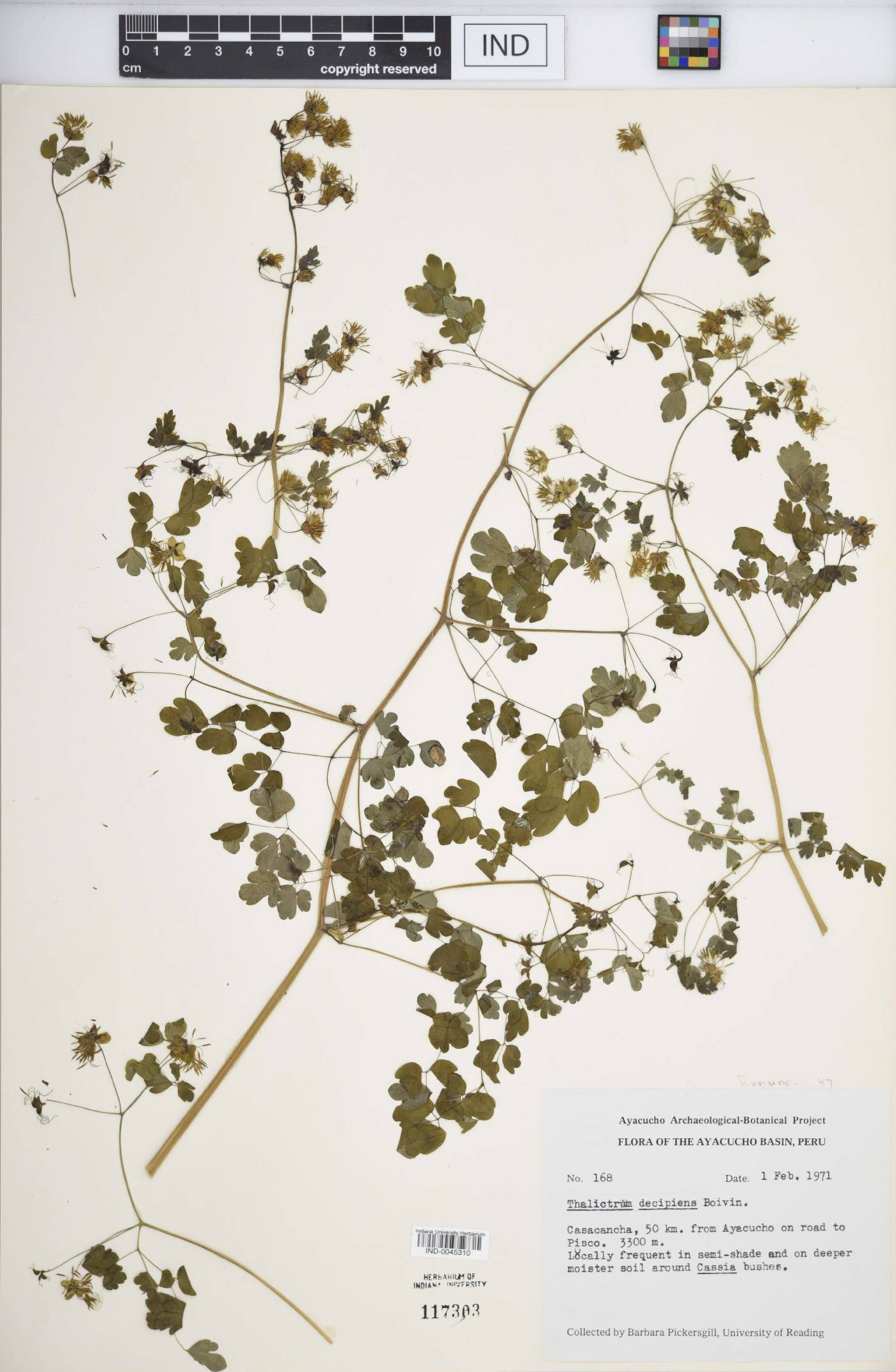 Thalictrum decipiens image