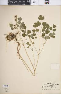 Thalictrum dioicum image