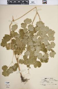 Thalictrum dioicum image