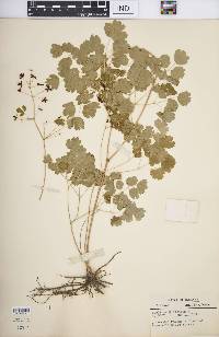 Thalictrum dioicum image