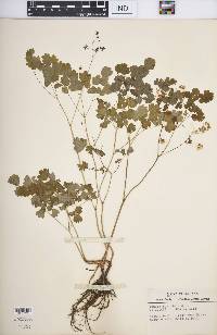 Thalictrum dioicum image