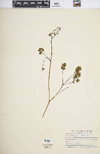 Thalictrum dioicum image