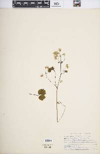 Thalictrum dioicum image