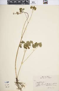 Thalictrum dioicum image