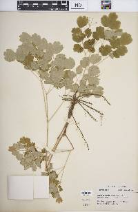 Thalictrum dioicum image