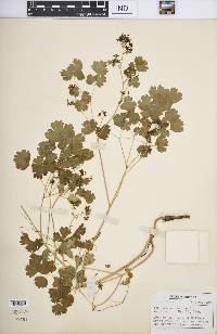 Thalictrum dioicum image