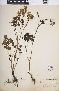 Thalictrum dioicum image