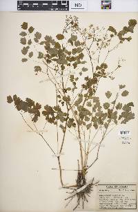 Thalictrum dioicum image