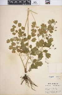 Thalictrum dioicum image