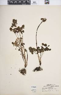 Thalictrum dioicum image