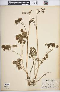 Thalictrum dioicum image