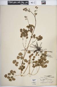 Thalictrum dioicum image