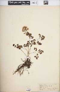 Thalictrum dioicum image