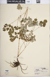 Thalictrum dioicum image