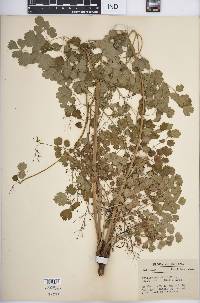 Thalictrum dioicum image