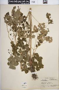 Thalictrum dioicum image