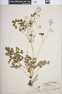 Thalictrum dioicum image