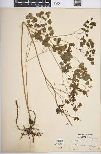 Thalictrum dioicum image