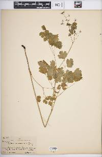 Thalictrum occidentale image