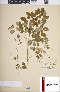 Thalictrum pubescens image