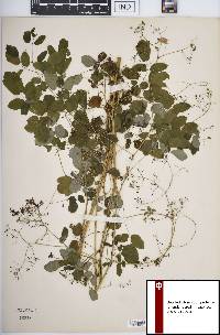 Thalictrum pubescens image