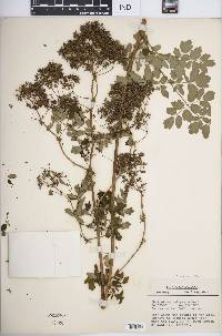 Thalictrum pubescens image