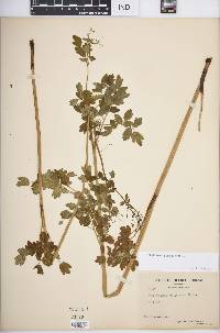 Thalictrum pubescens image