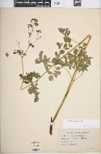 Thalictrum pubescens image