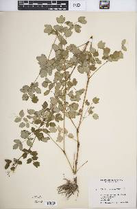 Thalictrum amphibolum image