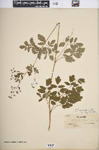 Thalictrum amphibolum image