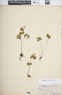 Thalictrum thalictroides image