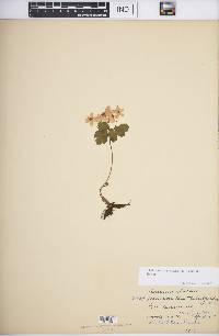 Thalictrum thalictroides image