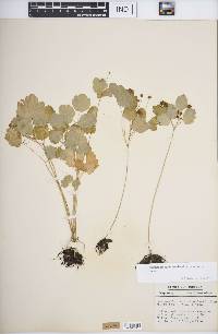 Thalictrum thalictroides image