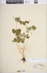 Thalictrum thalictroides image