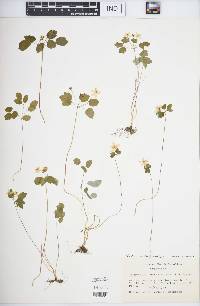 Thalictrum thalictroides image