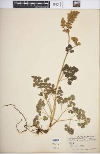 Thalictrum venulosum image