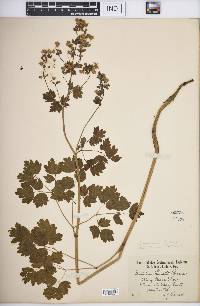 Thalictrum venulosum image