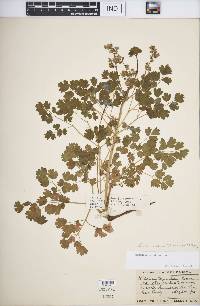 Thalictrum venulosum image