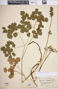 Thalictrum venulosum image