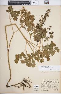 Thalictrum venulosum image