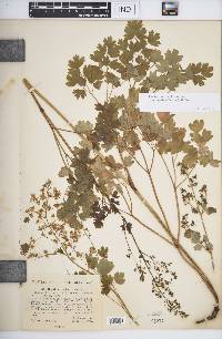 Thalictrum venulosum image