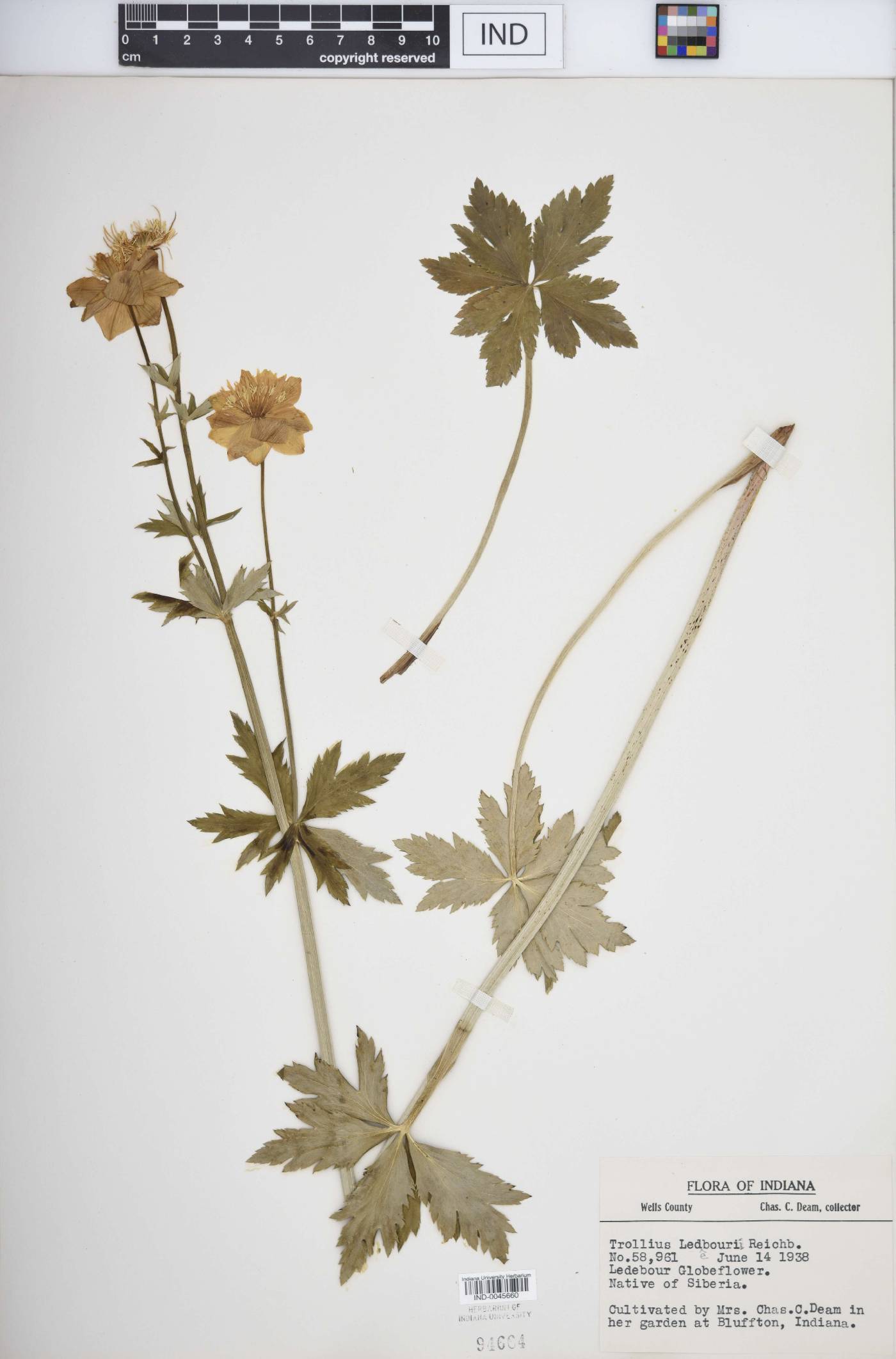 Trollius ledebourii image