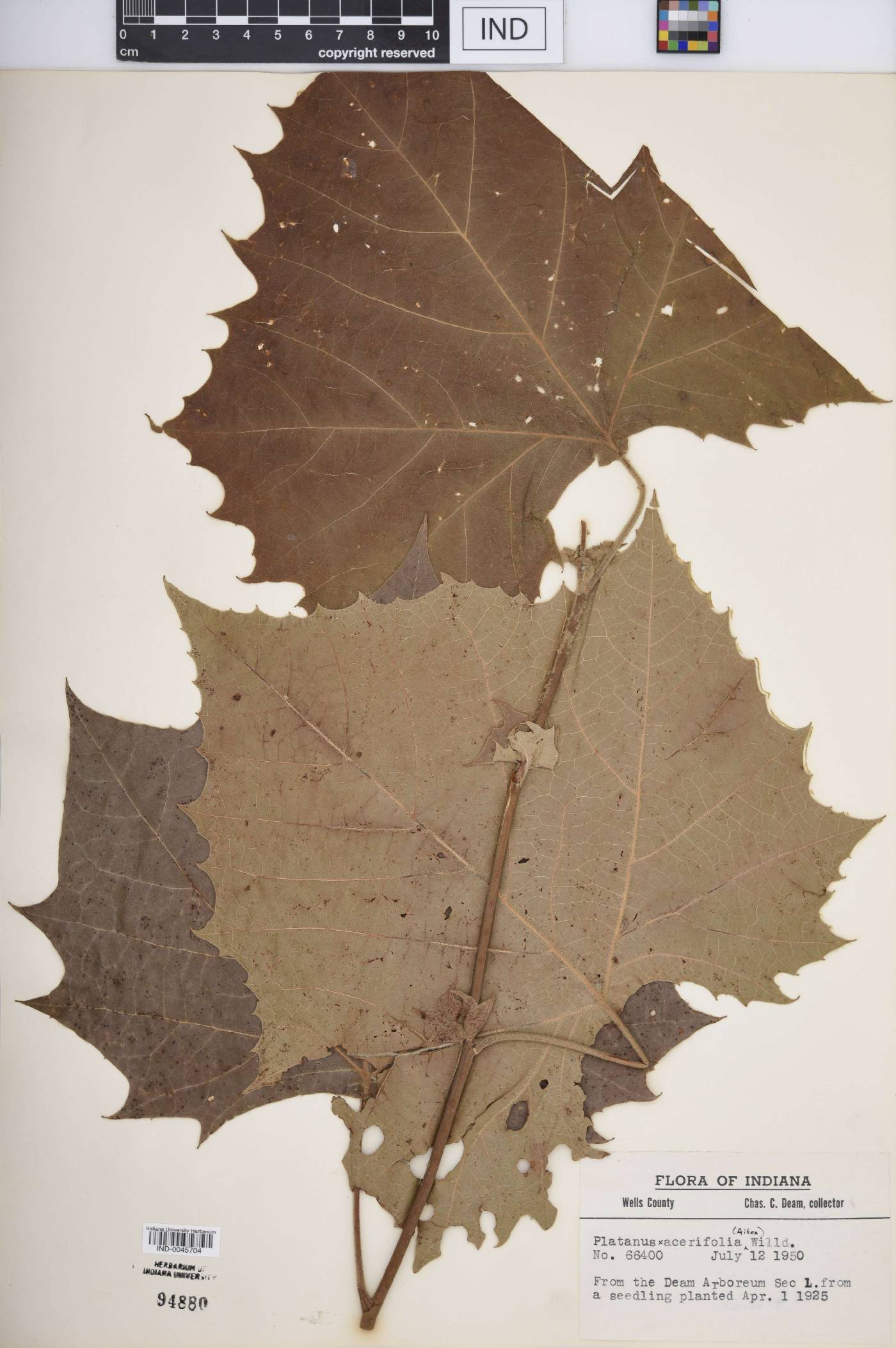 Platanus × acerifolia image