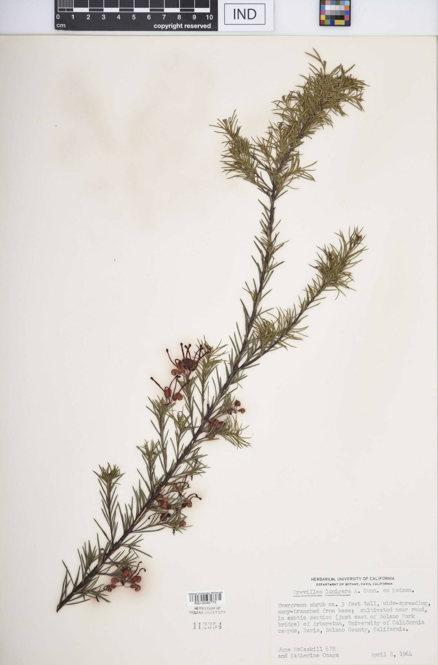 Grevillea lanigera image