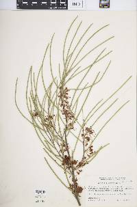 Hakea platysperma image