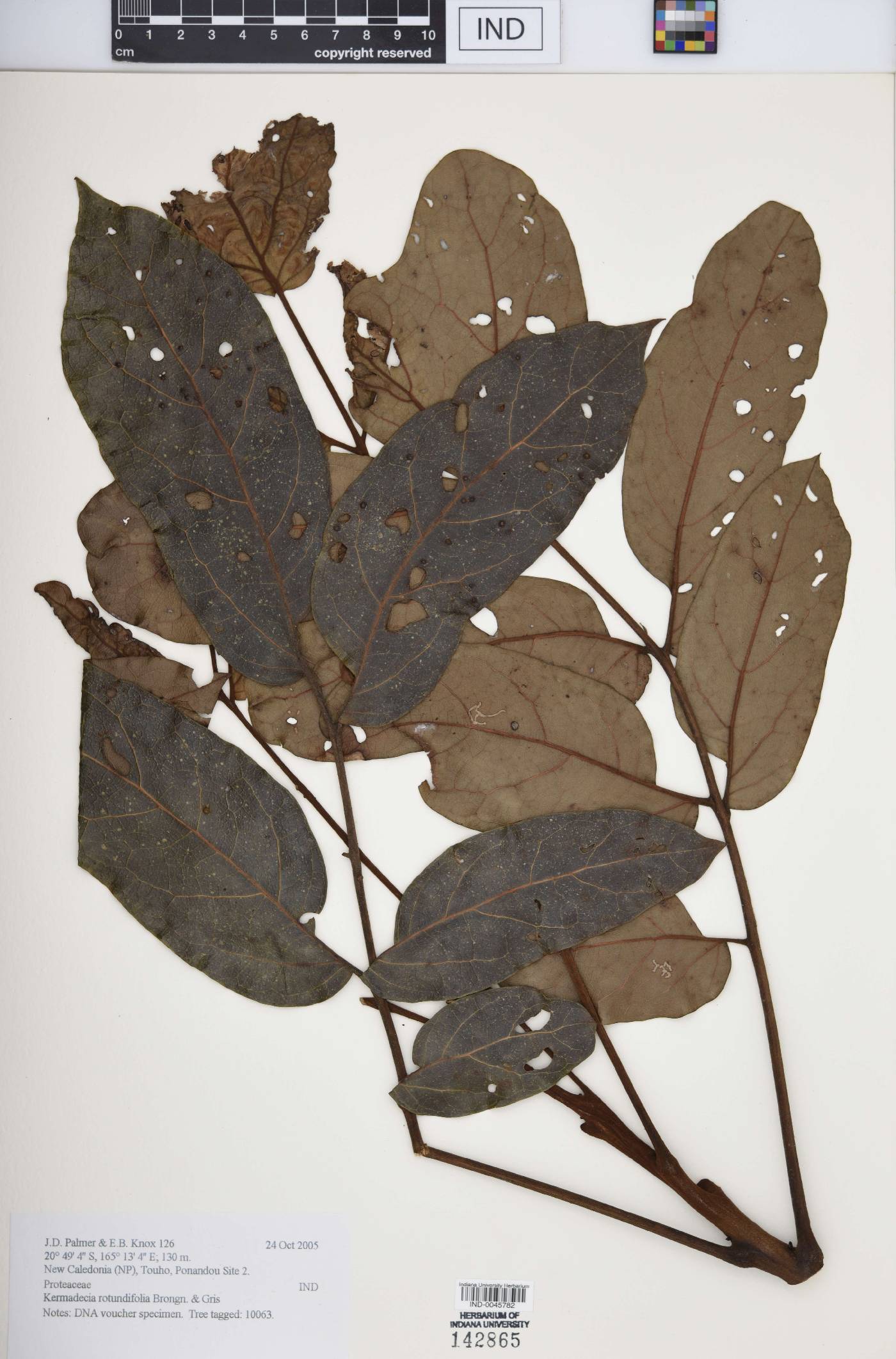 Kermadecia rotundifolia image