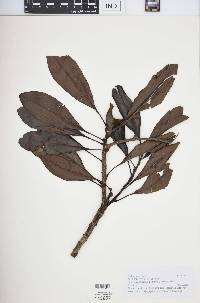 Image of Sleumerodendron austrocaledonicum