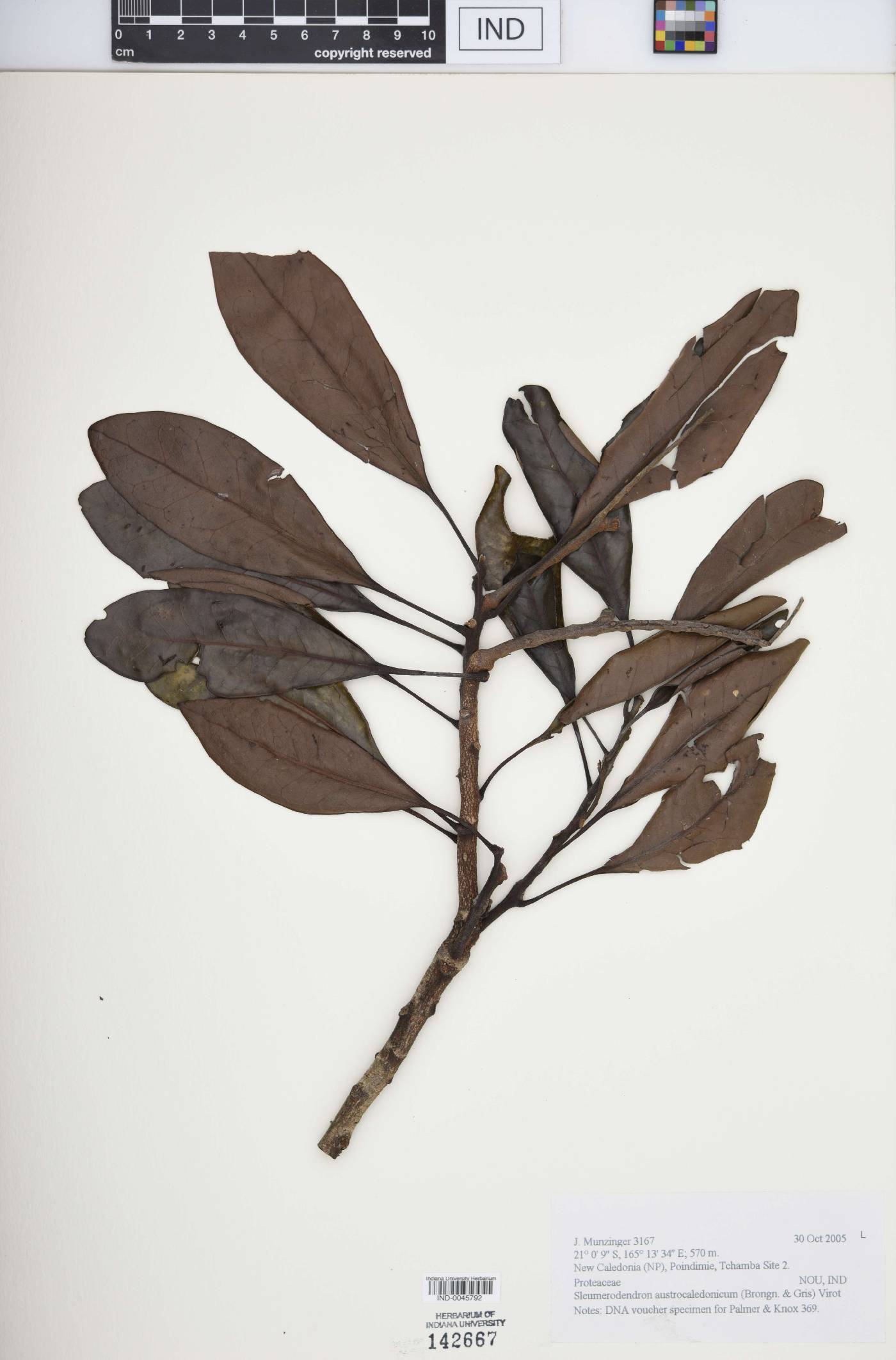 Sleumerodendron image