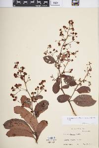 Tetracera loureiri image