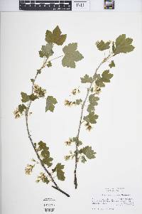 Ribes americanum image